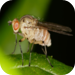 Flies!